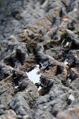 Rainwater in the gnarled bark of a felled tree