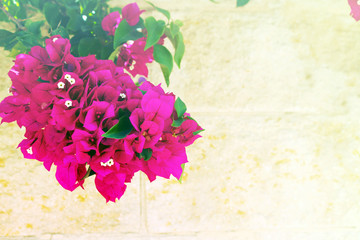 Bougainvillea flowers close up.Blooming bougainvillea.Bougainvillea flowers as a background.Floral background.
