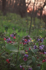 Pulmonaria officinalis, common names lungwort, common lungwort, Mary's tears or Our Lady's milk drops, is a herbaceous rhizomatous evergreen perennial plant of the genus Pulmonaria.