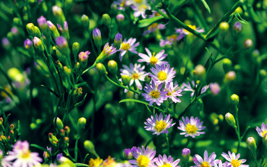 Lilac pale daisy spray flowers as well called Rhone Aster Sedifolius in summer meadow.