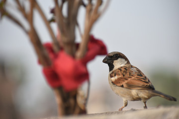 Spritual Bird