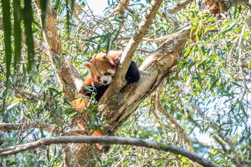 Red panda in a tree