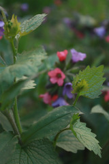 Pulmonaria officinalis, common names lungwort, common lungwort, Mary's tears or Our Lady's milk drops, is a herbaceous rhizomatous evergreen perennial plant of the genus Pulmonaria.
