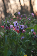 Pulmonaria officinalis, common names lungwort, common lungwort, Mary's tears or Our Lady's milk drops, is a herbaceous rhizomatous evergreen perennial plant of the genus Pulmonaria.