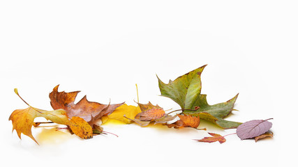 beautiful autumnal leaves on the isolated background