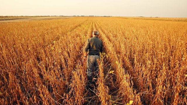 Senior farmer walking in soybean field examining crop at sunset.