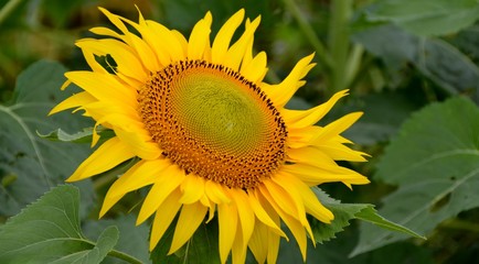 Close up of sunflower