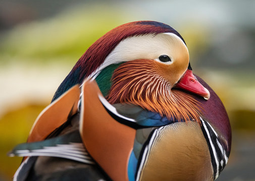 Mandarin duck