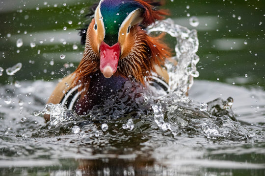 Mandarin duck