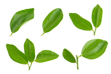 citrus, lime leaves, Lemon leaf isolated on white background