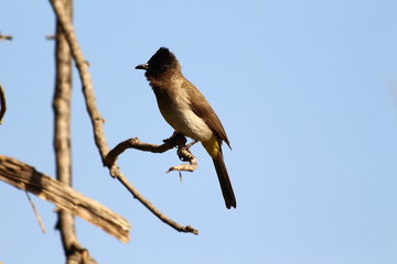 A dark-capped bulbul in close-up