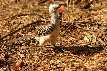Hornbill in South Africa - Calao en Afrique