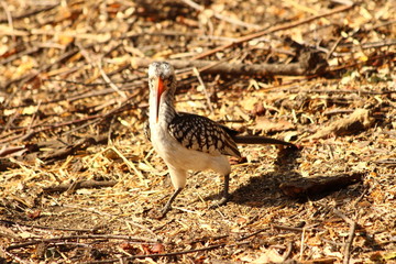 Hornbill in South Africa - Calao en Afrique