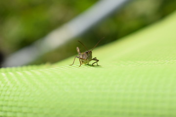 grasshopper on a green background on a summer day