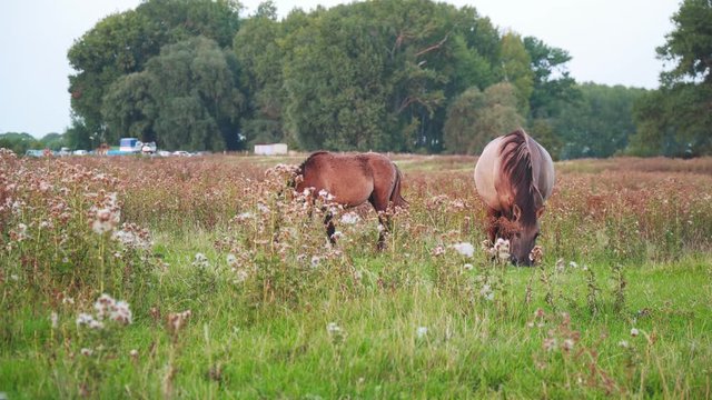 Beautiful Brown Horses Graze in a meadow. Equines eat in a grass field.