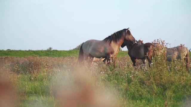 Spy view, Group of Wild Horses Stand on a meadow at sunset.
