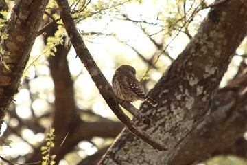 Fototapeta na wymiar A pearl spotted owlet in its tree - une chevêchette perlée