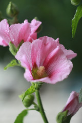 Pink hollyhock flowers with drops of water