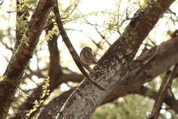 A pearl spotted owlet in its tree - une chevêchette perlée