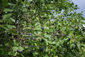 ripe plums on a tree