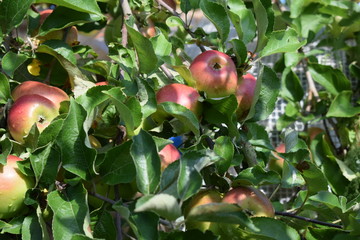 apples on a tree