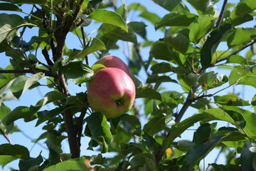 apple on tree