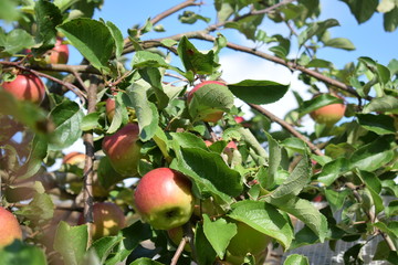 apples on tree