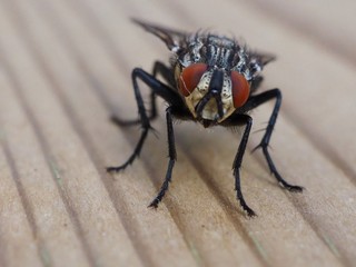 Housefly on wooden background. Musca domestica close up. Macro photography with selective focus.
