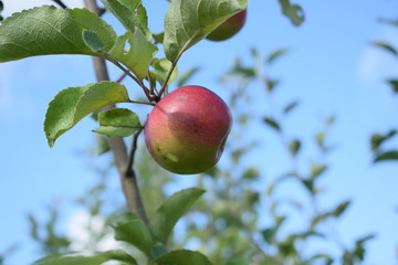 apple on tree