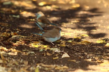 A blue waxbill - Un cordon bleu d'Angola