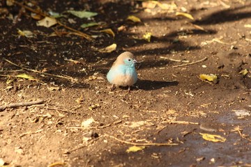 A blue waxbill - Un cordon bleu d'Angola