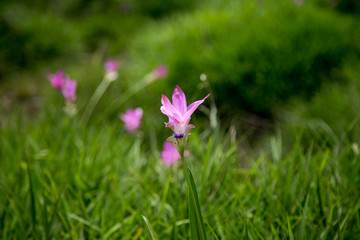 purple flowers in grass