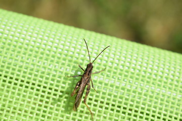 grasshopper on a green background on a summer day