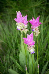 thai flower