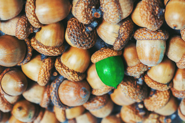 colorful acorn against of ordinary acorns abstract vision be different, unique personality or standing out from the crowd, leadership quality 