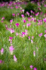 field of pink flowers