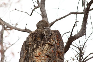 Two Hyrax in South Africa