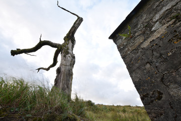 Fototapeta na wymiar A dead tree outside of an abandoned farmhouse on Bodmin Moor