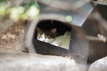 cute lovely street cat
