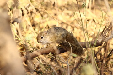 A lonely squirrel - écureuil de Smith