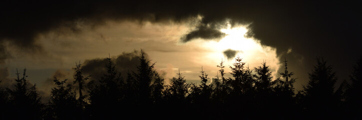 Silhouette of a coniferous forest against a stormy sky