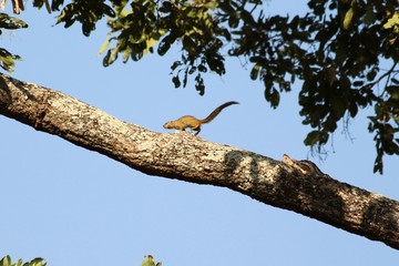 A lonely squirrel - écureuil de Smith
