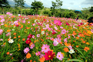 field of tulips