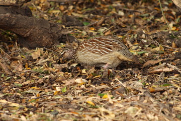 A crested Francolin in close up - Un francolin huppé