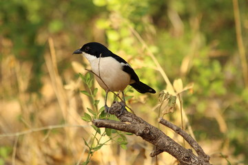 Ethiopian Boubou in close-up in Africa