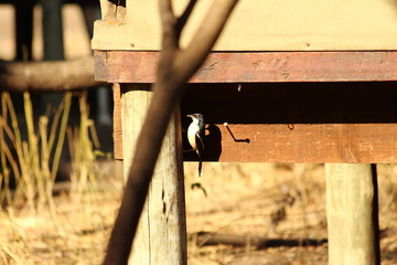 Ethiopian Boubou in close-up in Africa