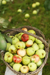 fresh ripe apples in big wickered basket under tree