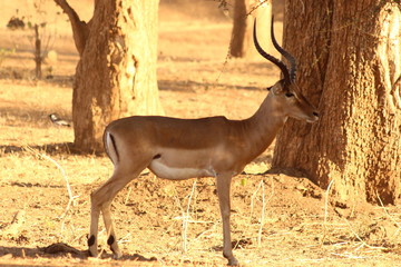 Impala in close up - Un impala prenant la pose