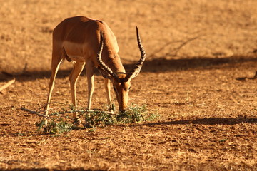 Impala in close up - Un impala prenant la pose