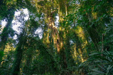 Tropical rainforest with evergreen trees covered in moss